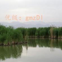 ΢