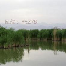 ƻ