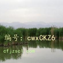 ޿